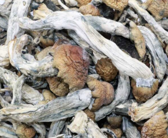 Buy Blue Pulaski Magic Mushroom Strain Online - Image 2